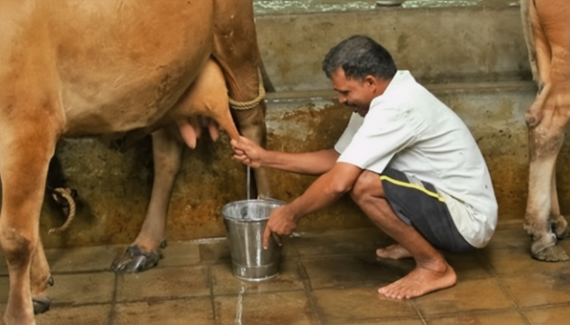 Milking Cows